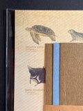 SALE Encyclopedia Style Ocean Creatures -Letter Sets-